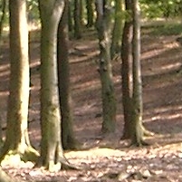 Trees picture